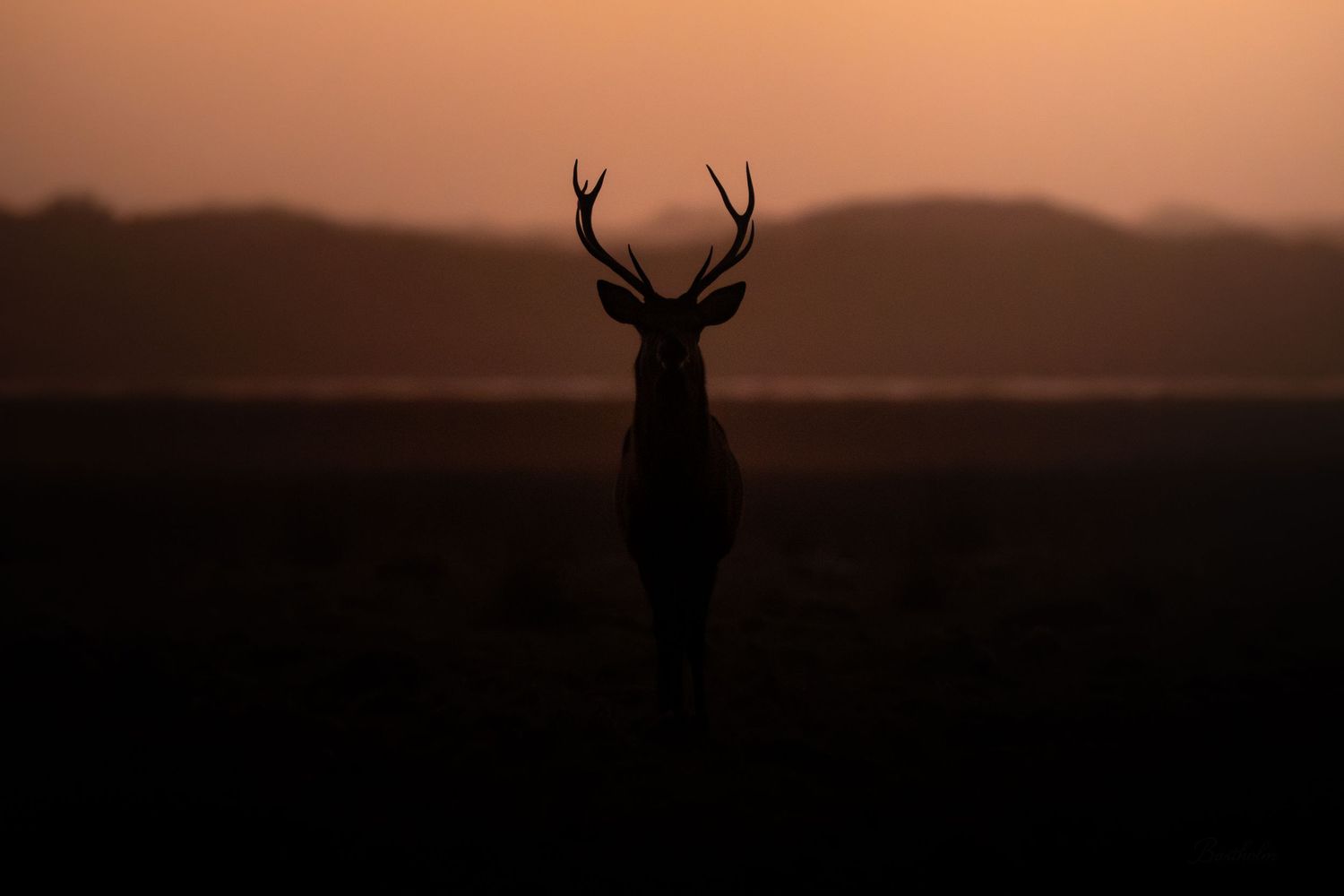 A silhouette of a stag with large antlers stands against a vivid orange sunset on open land.