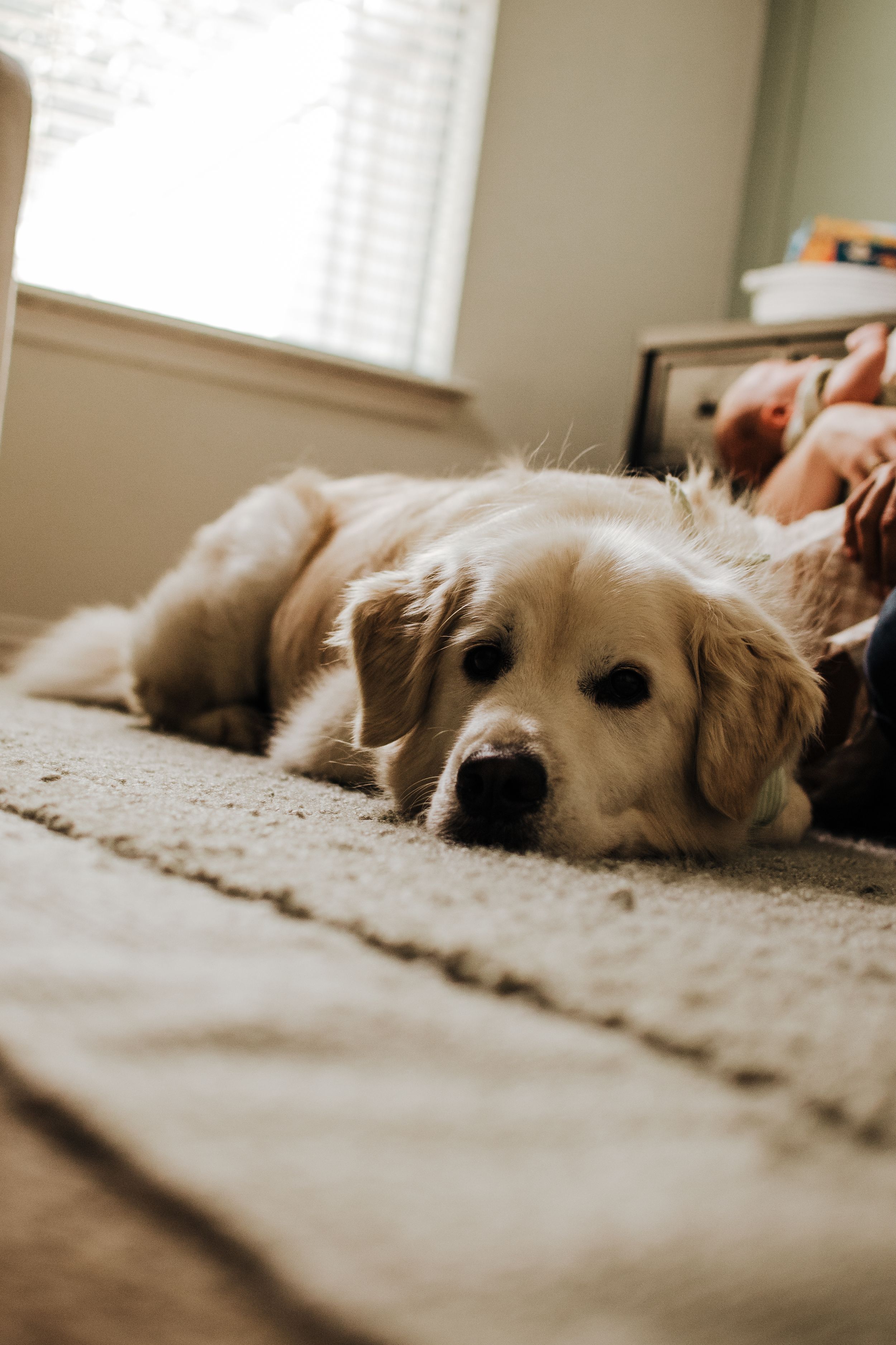 A golden retriever puppy lying on a beige carpet indoors, looking at the camera with soft natural light from a window.