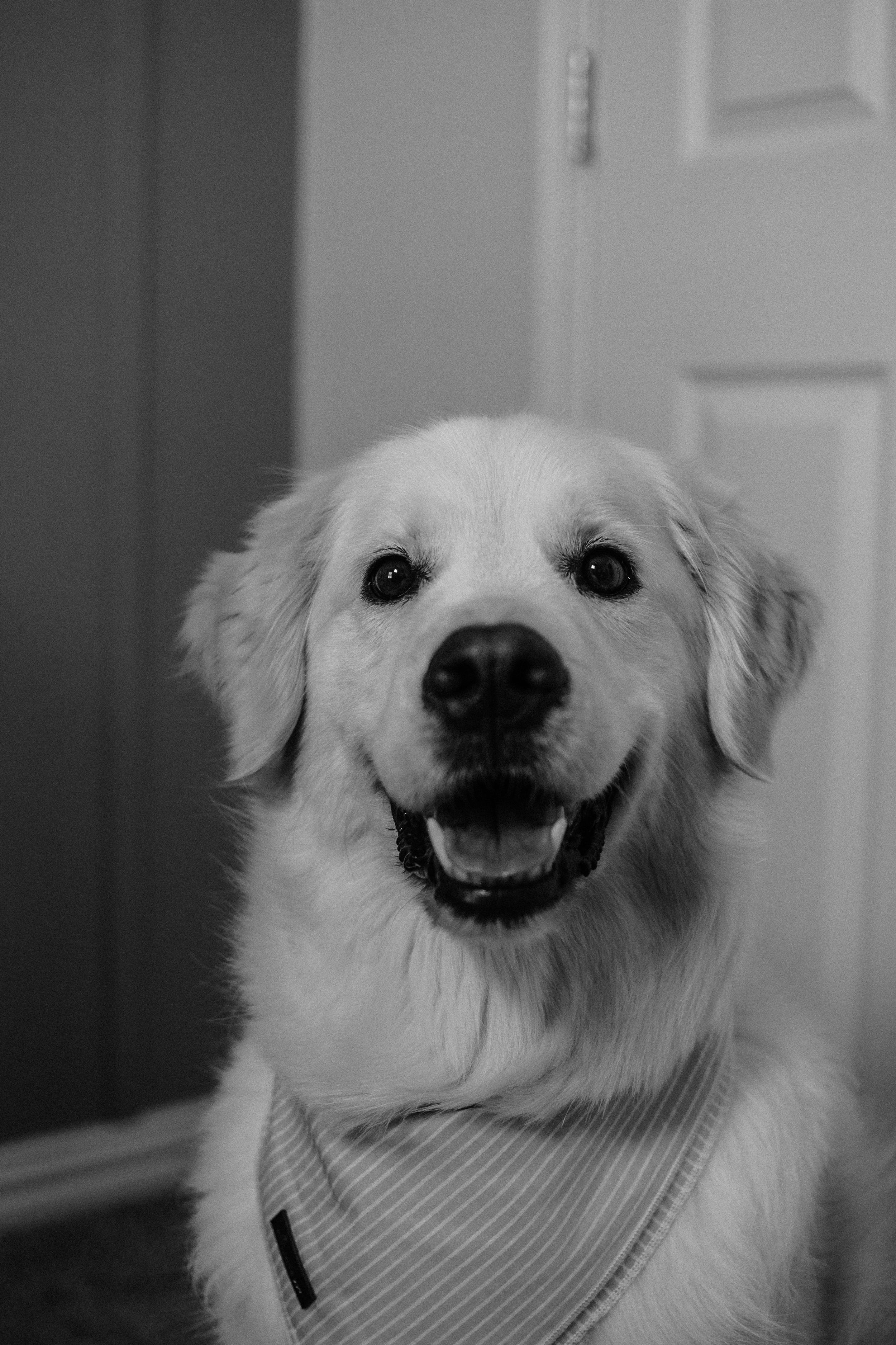 A happy Golden Retriever wearing a striped bandana smiles at the camera in a black and white indoor portrait photo.