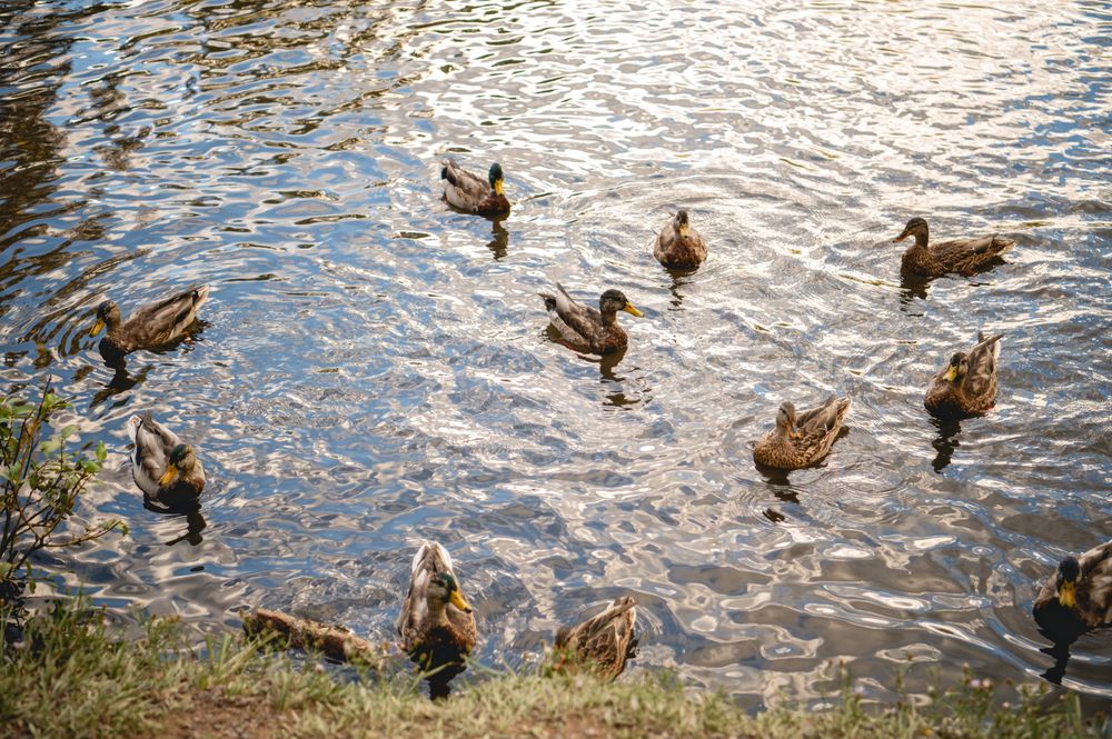 A group of mallard ducks swimming together on a shimmering pond near a grassy shoreline.