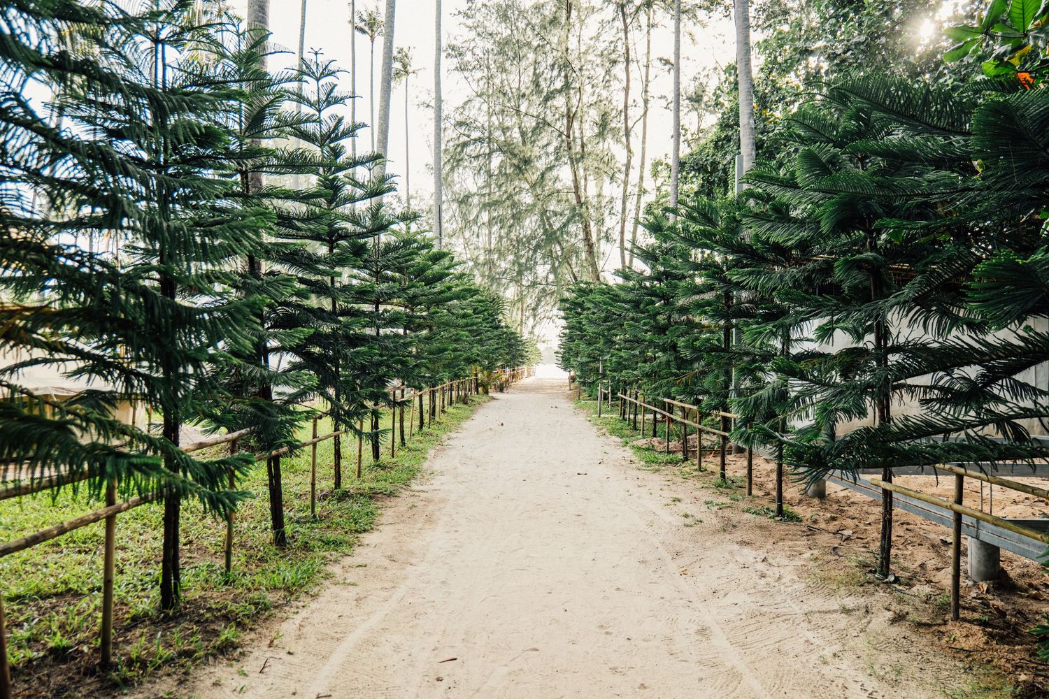 A serene sandy pathway lined with lush green Norfolk pine trees leading through a peaceful park garden.