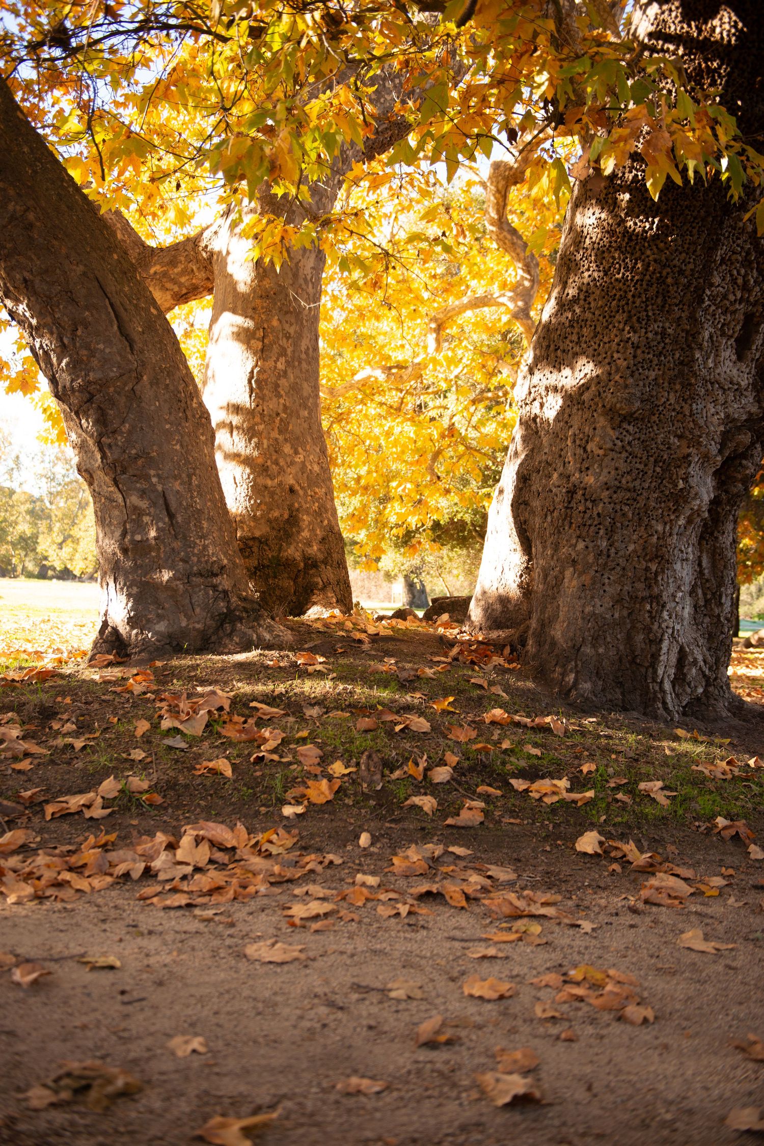 Autumn park scene with large tree trunks and fallen golden leaves covering the ground in warm fall sunlight.