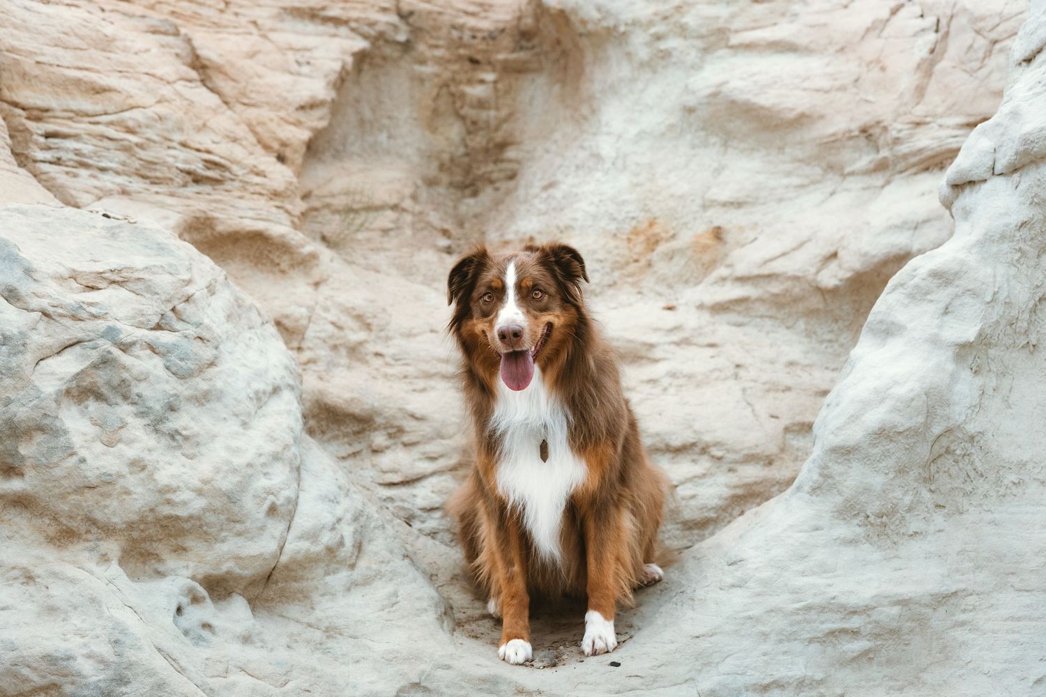Brown and white Australian Shepherd dog sitting between rocky sandstone formations with tongue out.