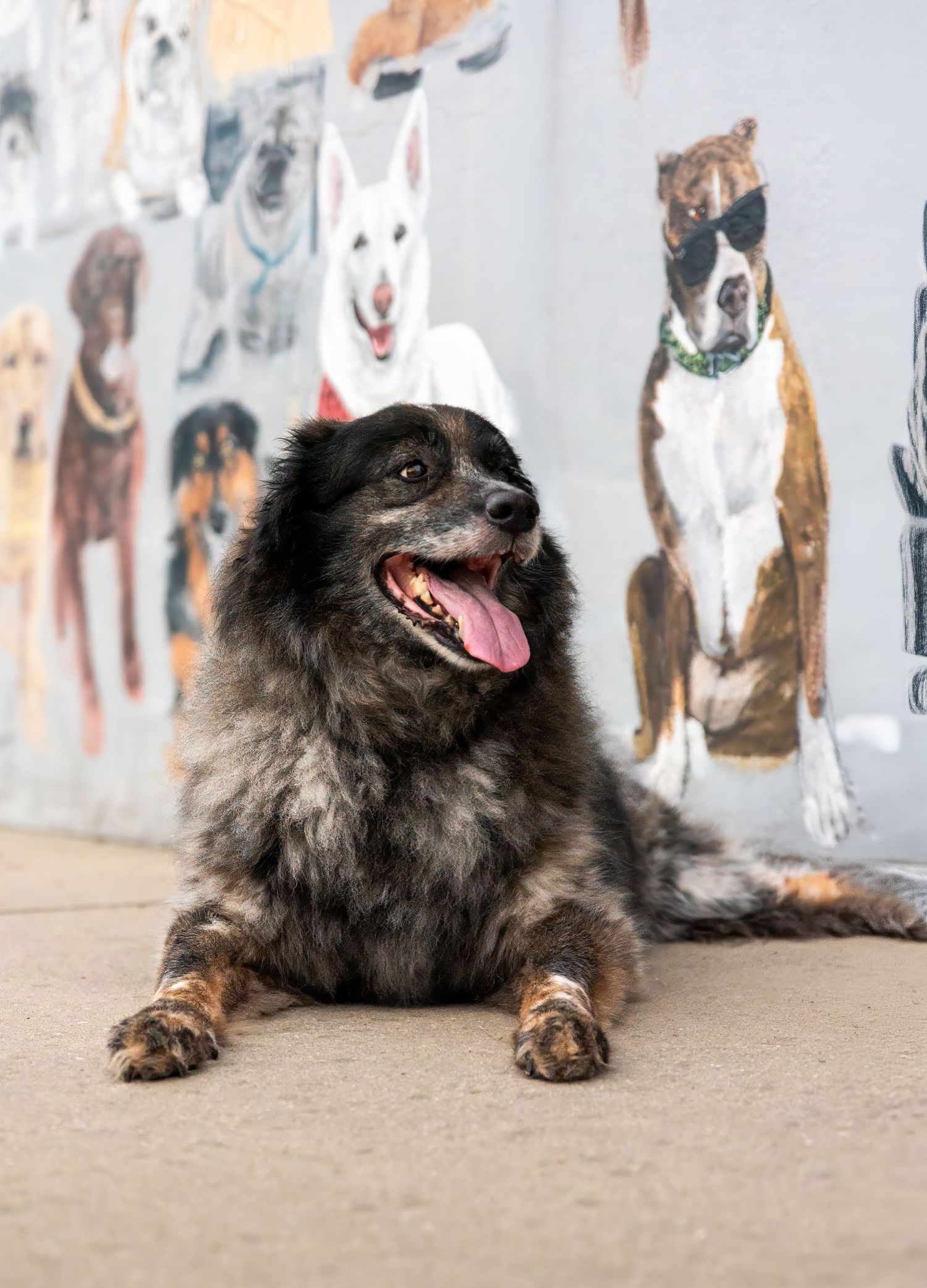 Rascal celebrating his 14th birthday, photographed by Blue Merle Photography in Florida