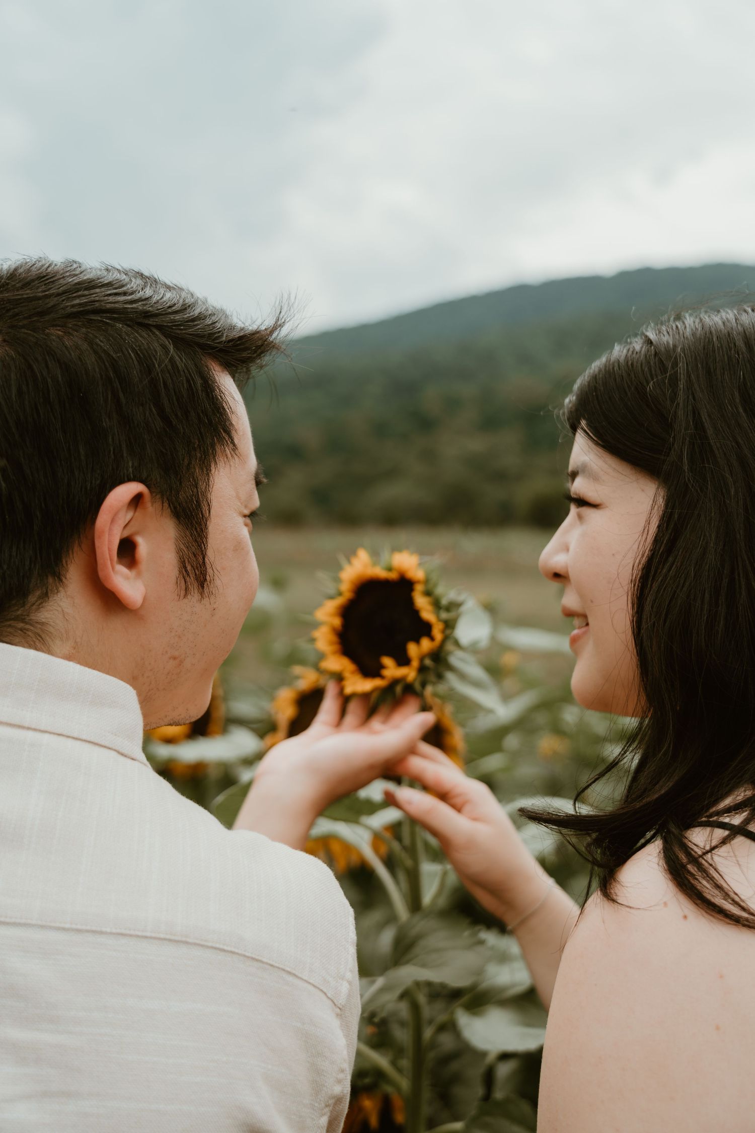 Couple sharing a tender moment in a sunflower field, holding a sunflower with misty mountains in the background.