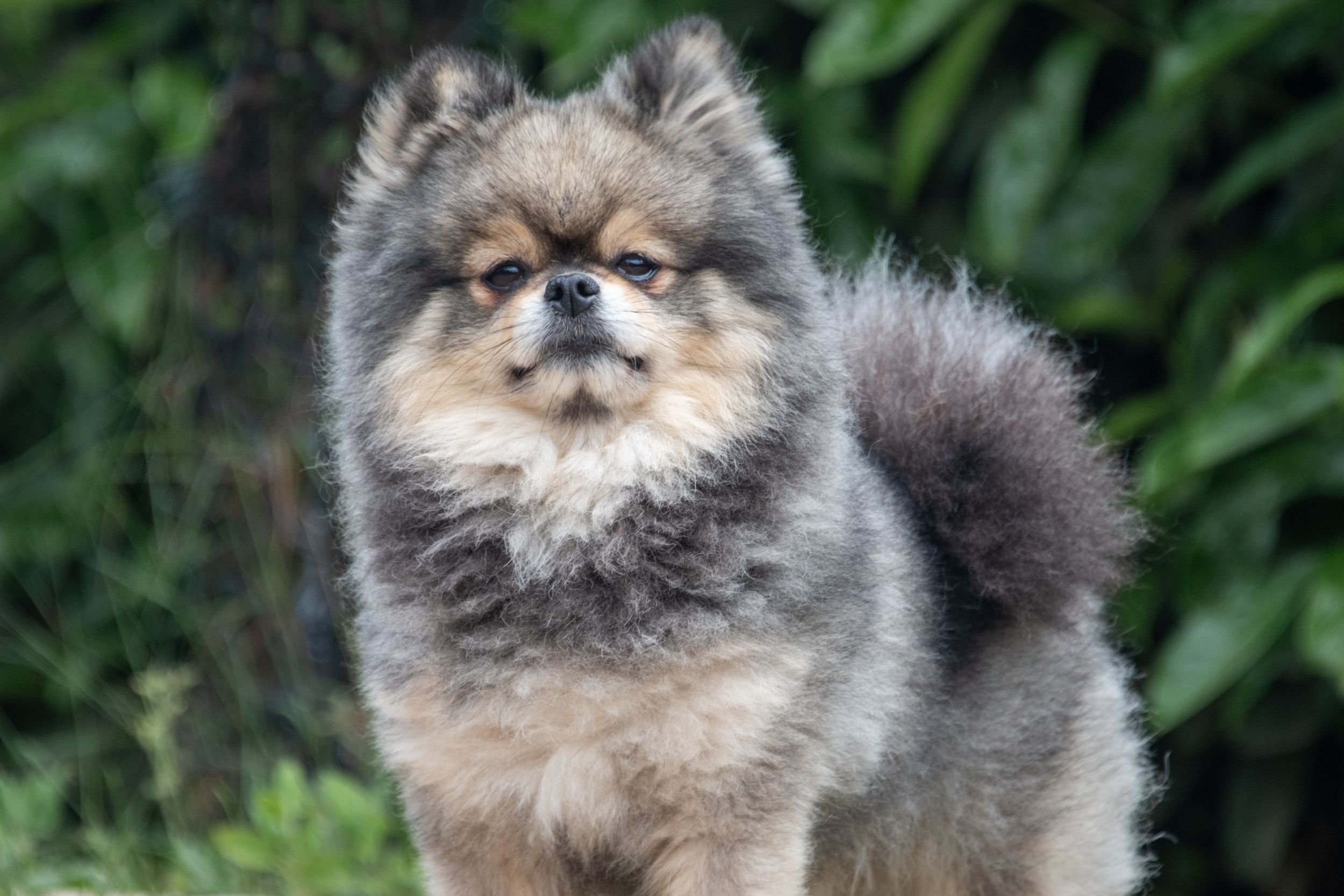 A fluffy Pomeranian dog with gray and tan fur stands outdoors against a lush green leafy background.