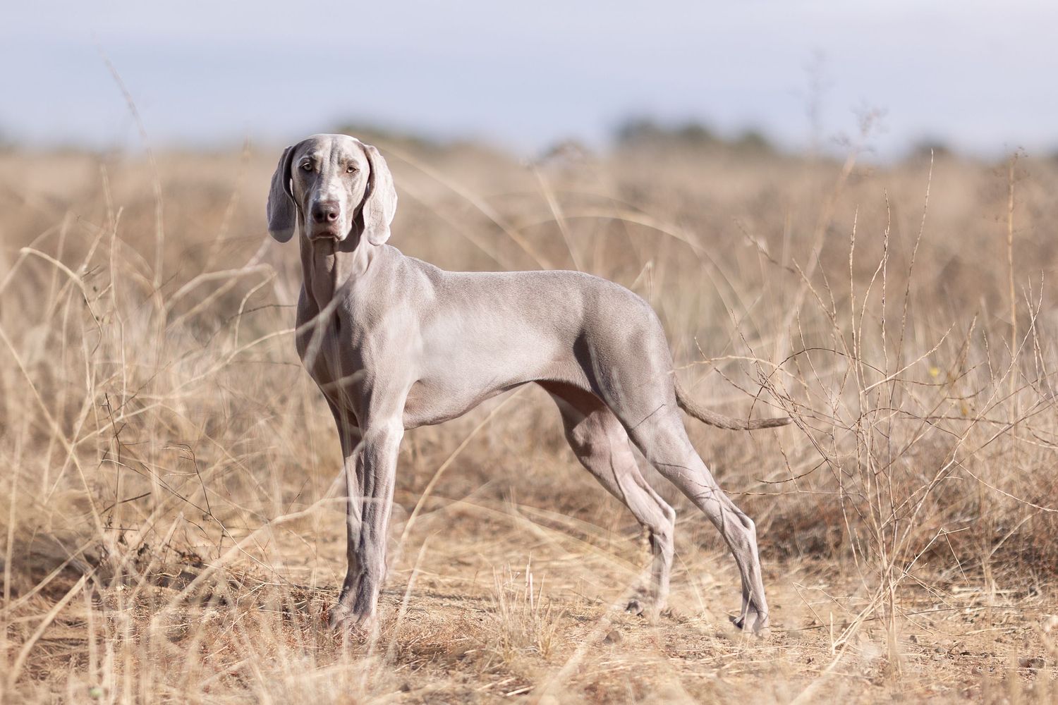 A sleek Weimaraner dog stands alert in a dry golden grass field, showcasing its silver-gray coat and athletic build.