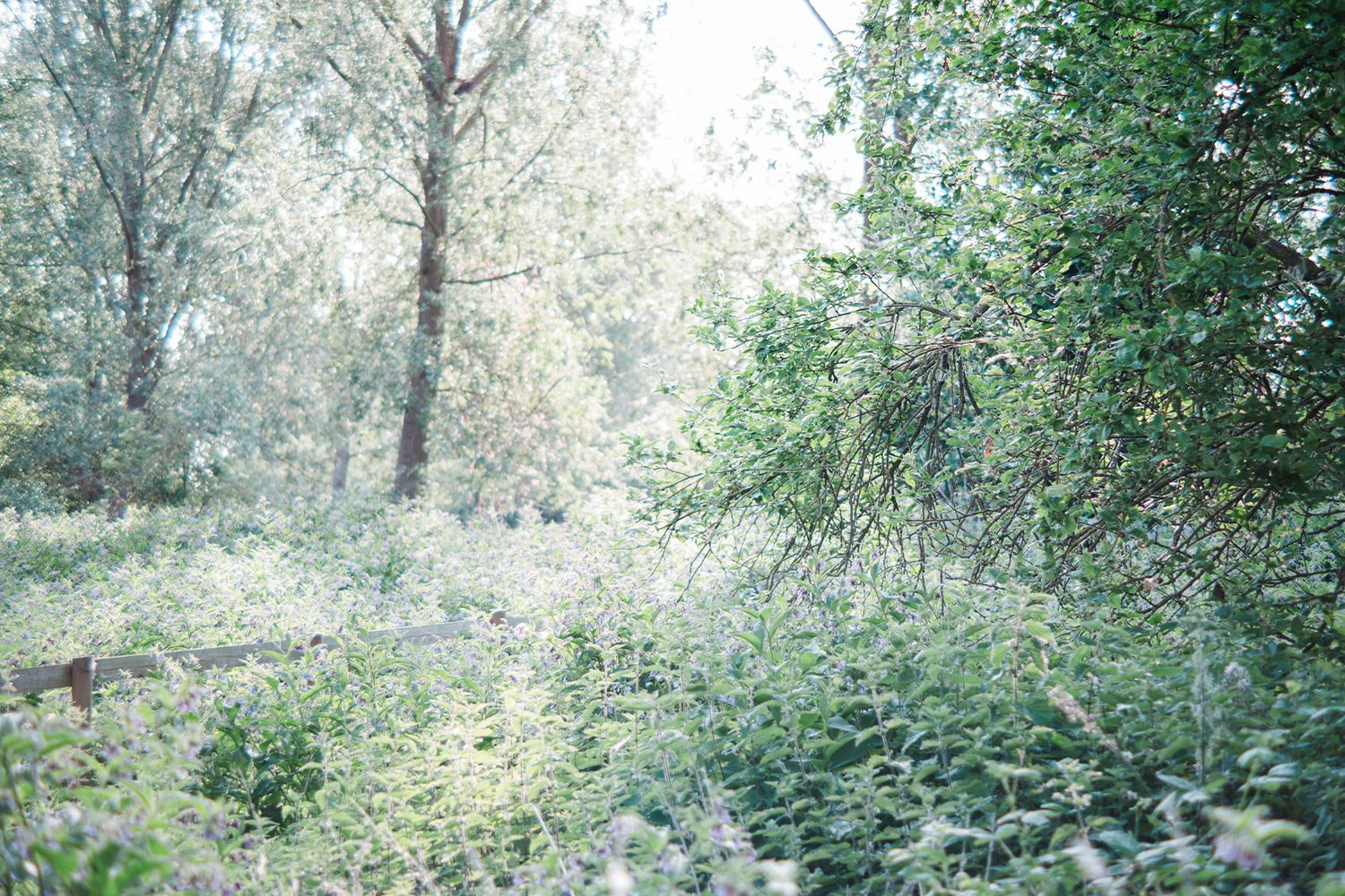 Lush green woodland scene with dense undergrowth, wildflowers, and tall trees in soft natural light by nature photographer Kathryn Hopkins