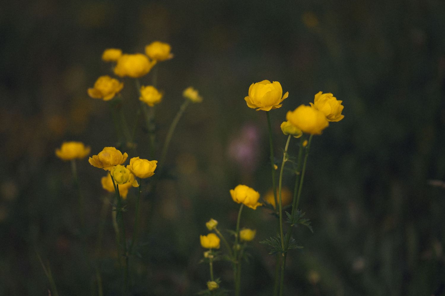 Bright yellow buttercup wildflowers bloom on slender stems against a dark, blurred green background.