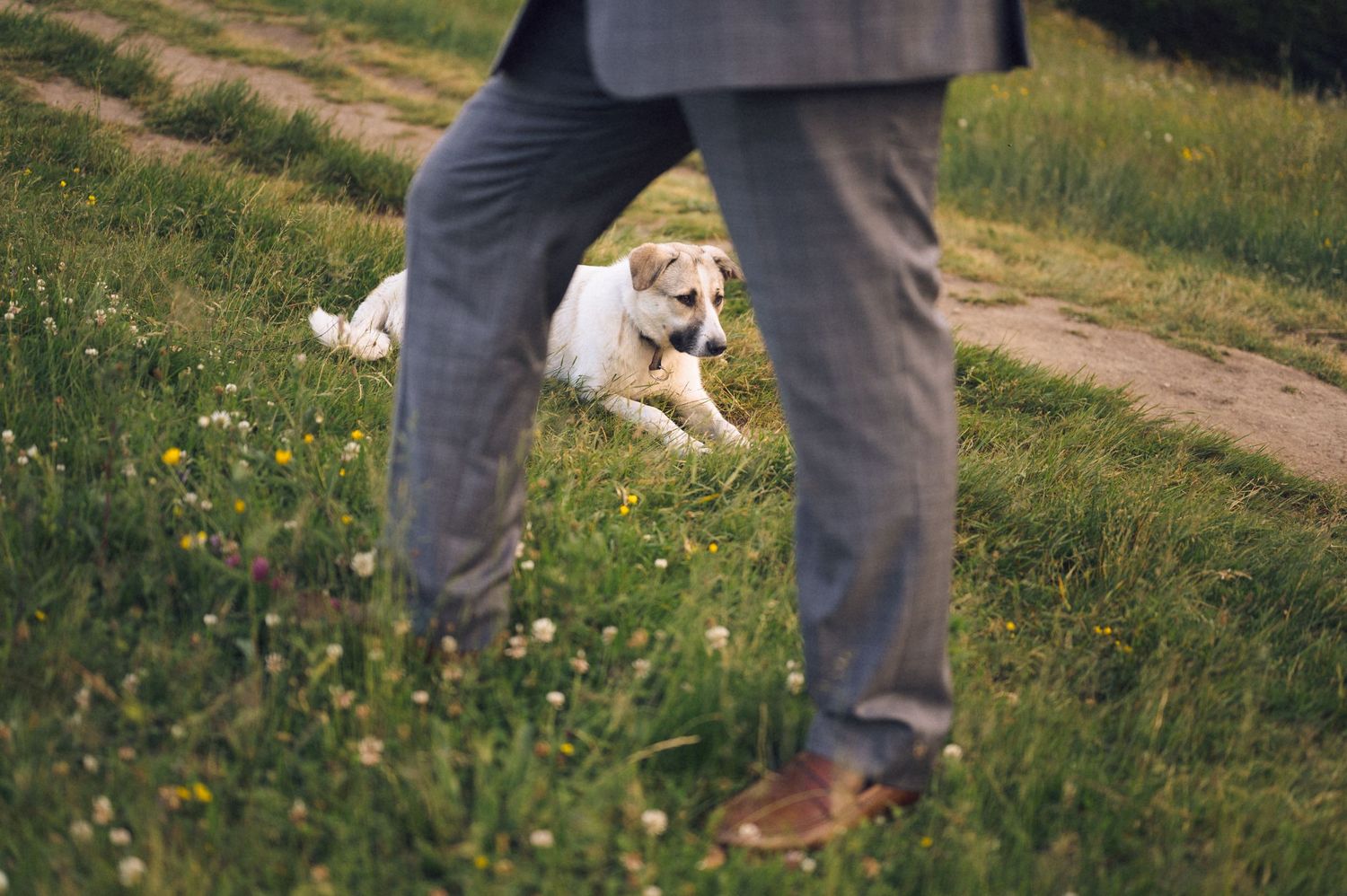 A white dog rests on green grass while a man in gray suit pants and brown shoes stands nearby on a sunny day.