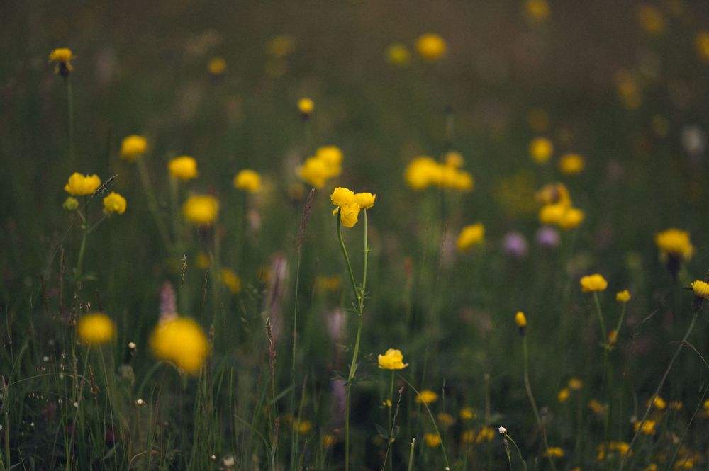 A field of vibrant yellow wildflowers blooming in lush green grass during golden hour light.