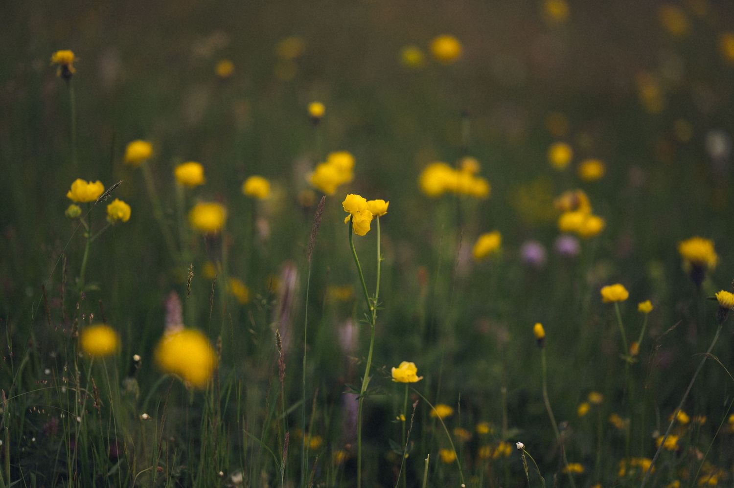 A field of vibrant yellow wildflowers blooming in lush green grass during golden hour light.