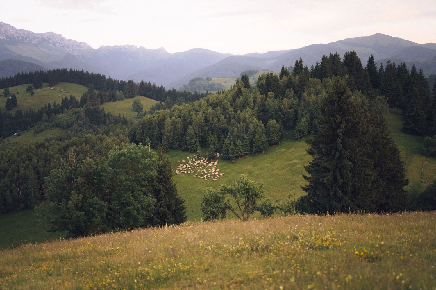 Scenic alpine meadow with grazing sheep, evergreen forests, and mountain peaks under a hazy sky.