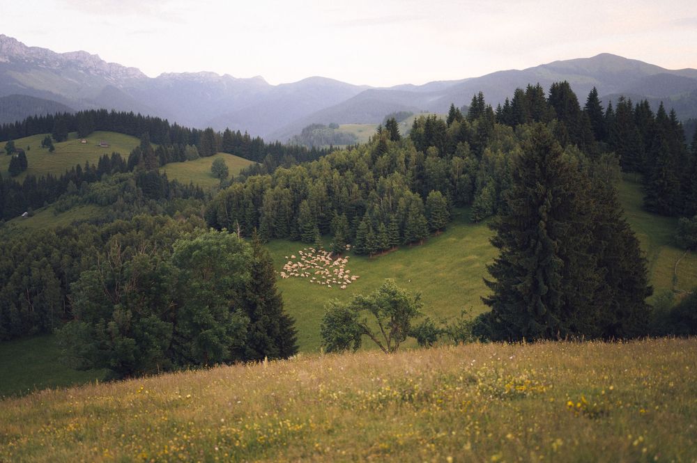 Scenic alpine meadow with grazing sheep, evergreen forests, and mountain peaks under a hazy sky.