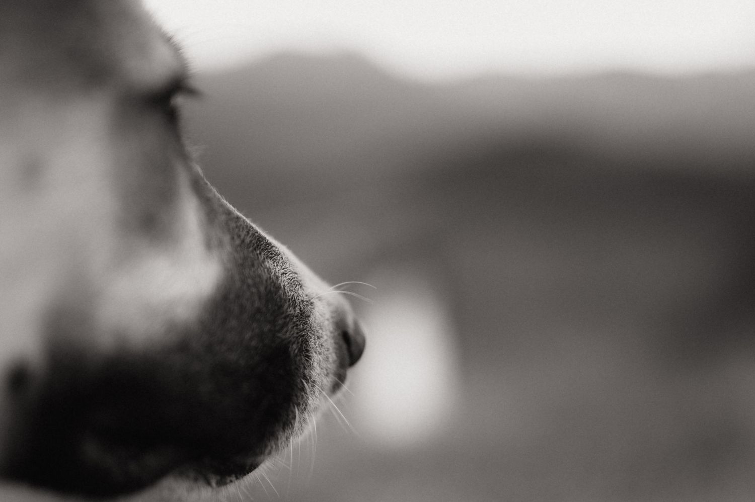 Close-up black and white photo of a cow's nose and muzzle with a blurred rural landscape in the background.