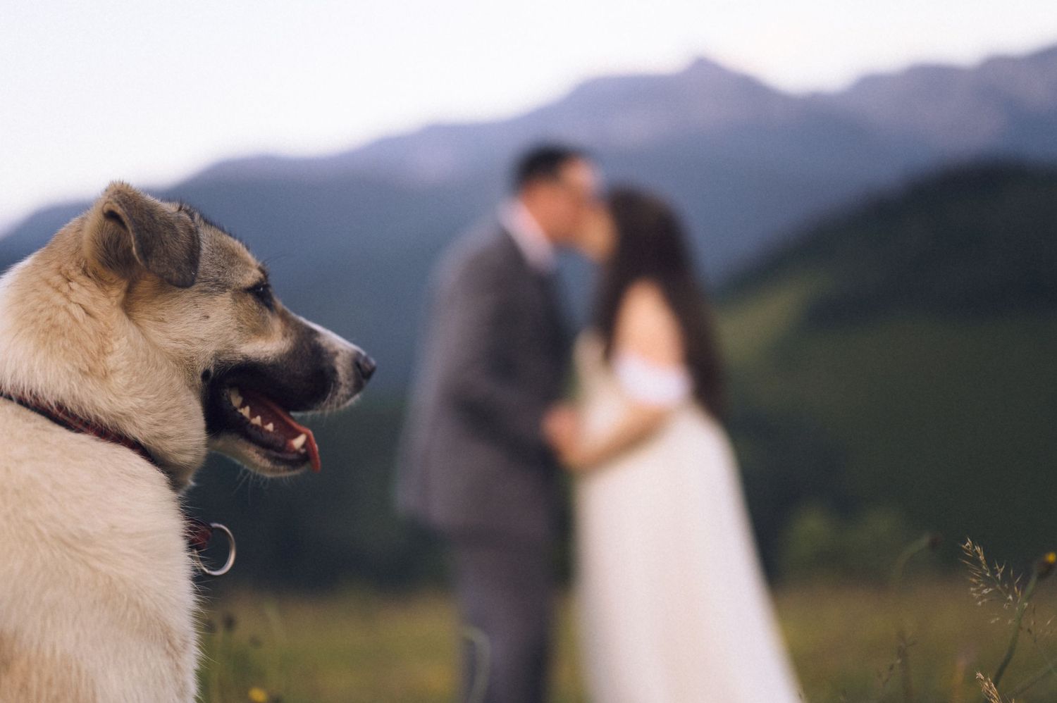 A happy dog poses in the foreground as a couple kisses in wedding attire with mountain scenery behind.