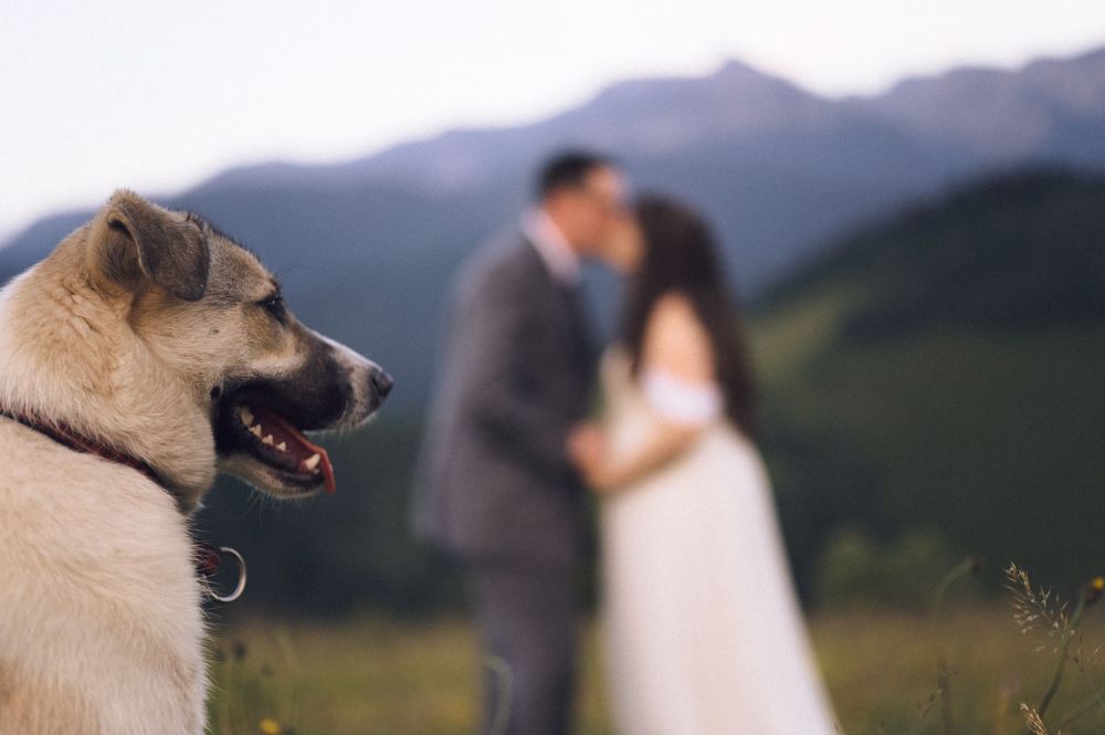 A happy dog poses in the foreground as a couple kisses in wedding attire with mountain scenery behind.