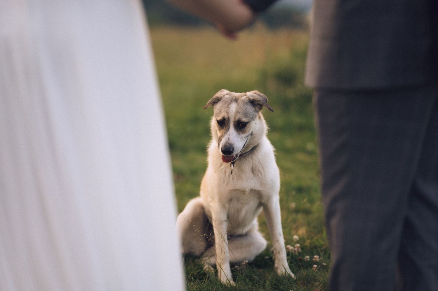 A dog sits attentively between a bride and groom in white and gray wedding attire on a green grassy field.
