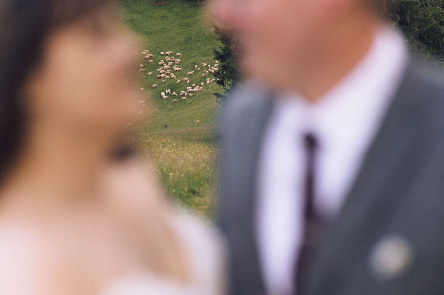 Blurred wedding couple in foreground with a flock of sheep grazing on a green hillside in the background.