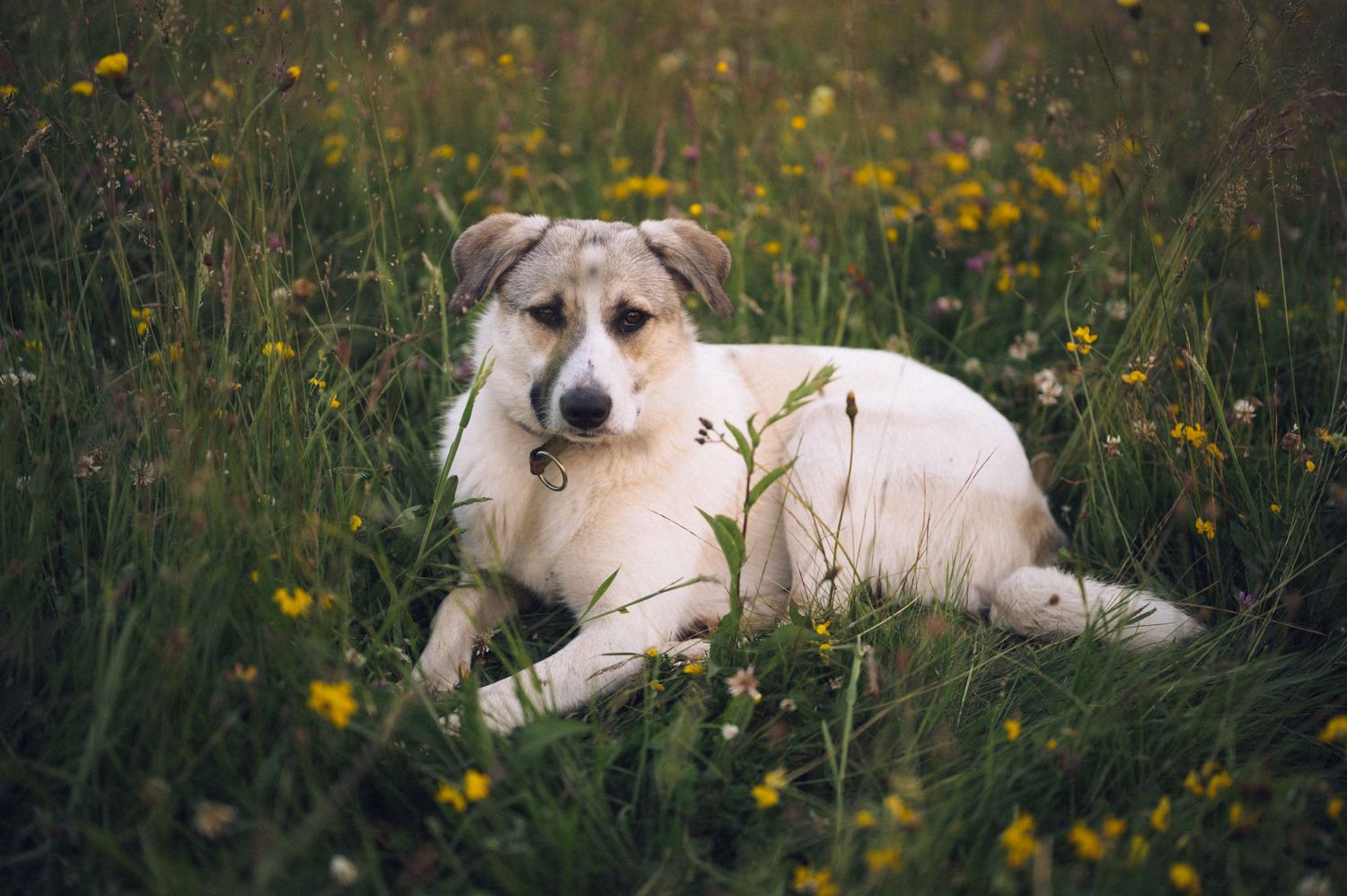 A white dog with brown markings rests peacefully in a lush green meadow filled with small yellow wildflowers.