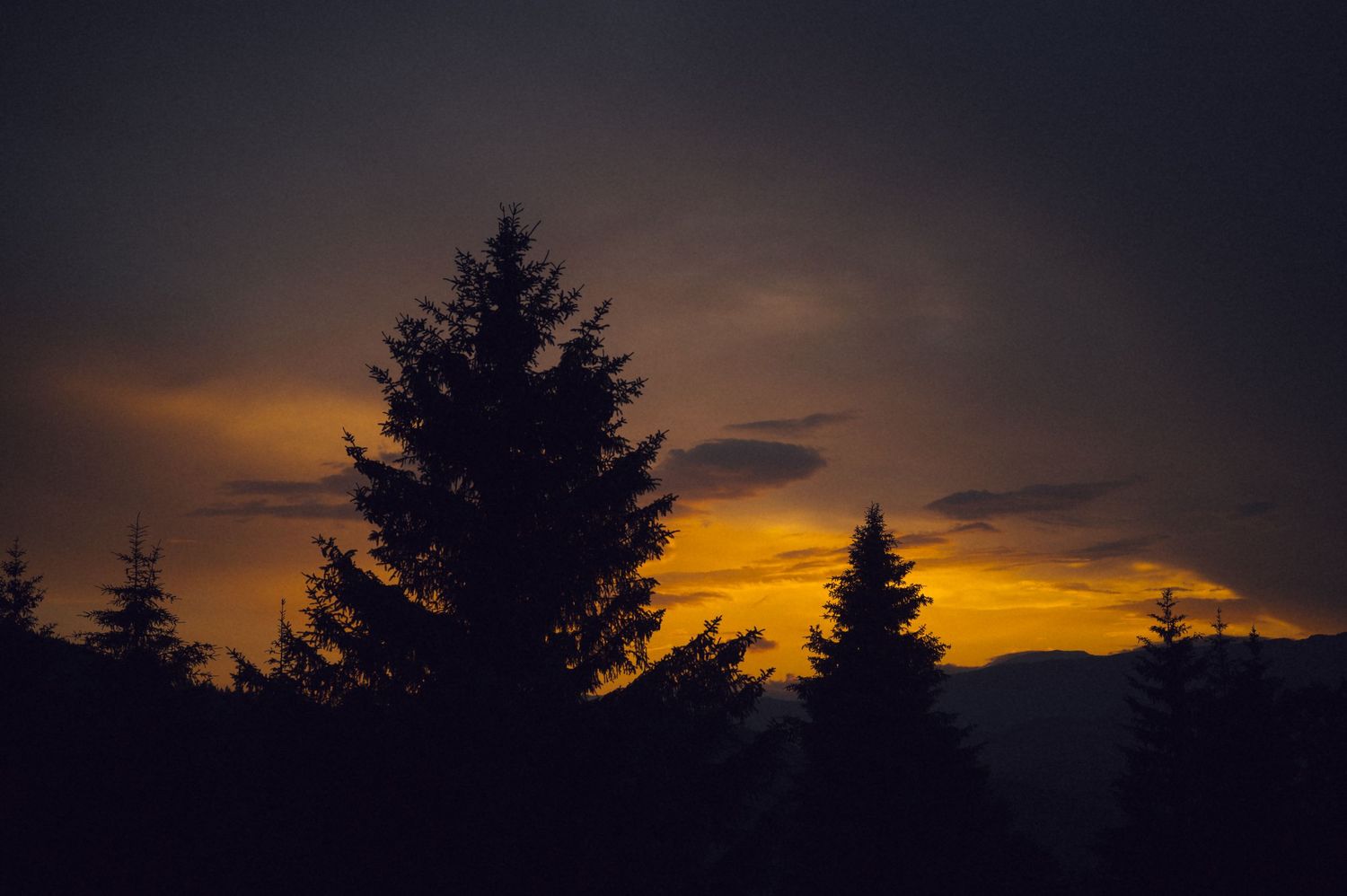 Silhouettes of tall evergreen trees against a vibrant orange and yellow sunset sky with dramatic dark clouds.