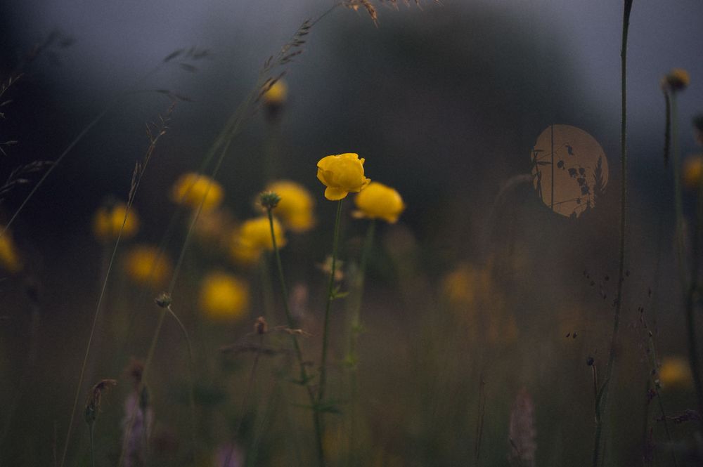 Yellow wildflowers bloom in a moody, softly blurred meadow at dusk with dark green stems and bokeh background.