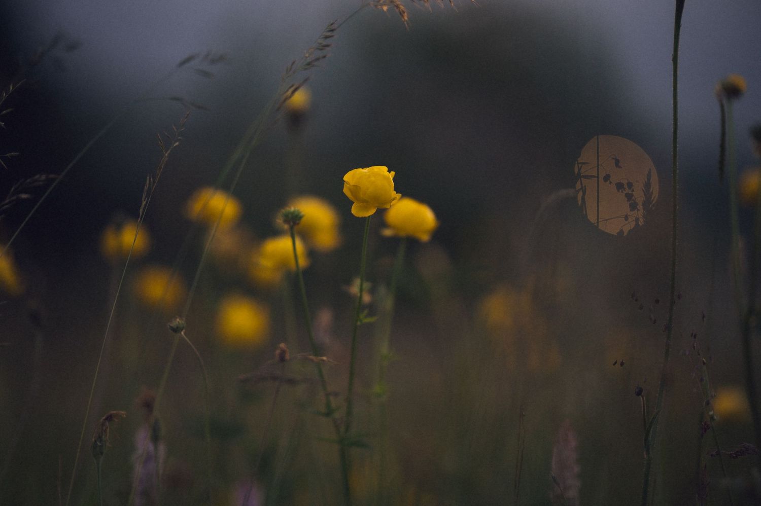 Yellow wildflowers bloom in a moody, softly blurred meadow at dusk with dark green stems and bokeh background.