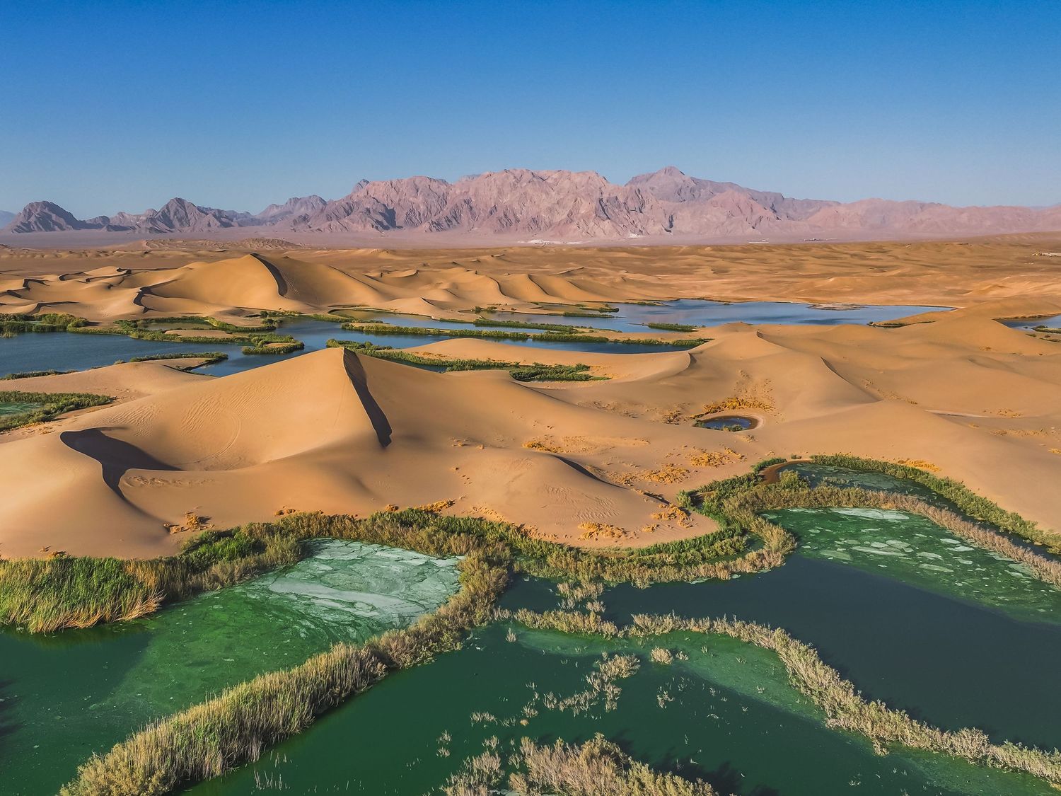 Aerial view of a desert oasis in Iran, with sand dunes weaving between green pools and reeds.