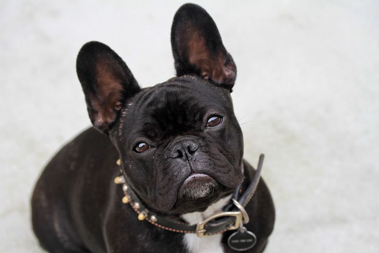 French Bulldog puppy portrait in Perth