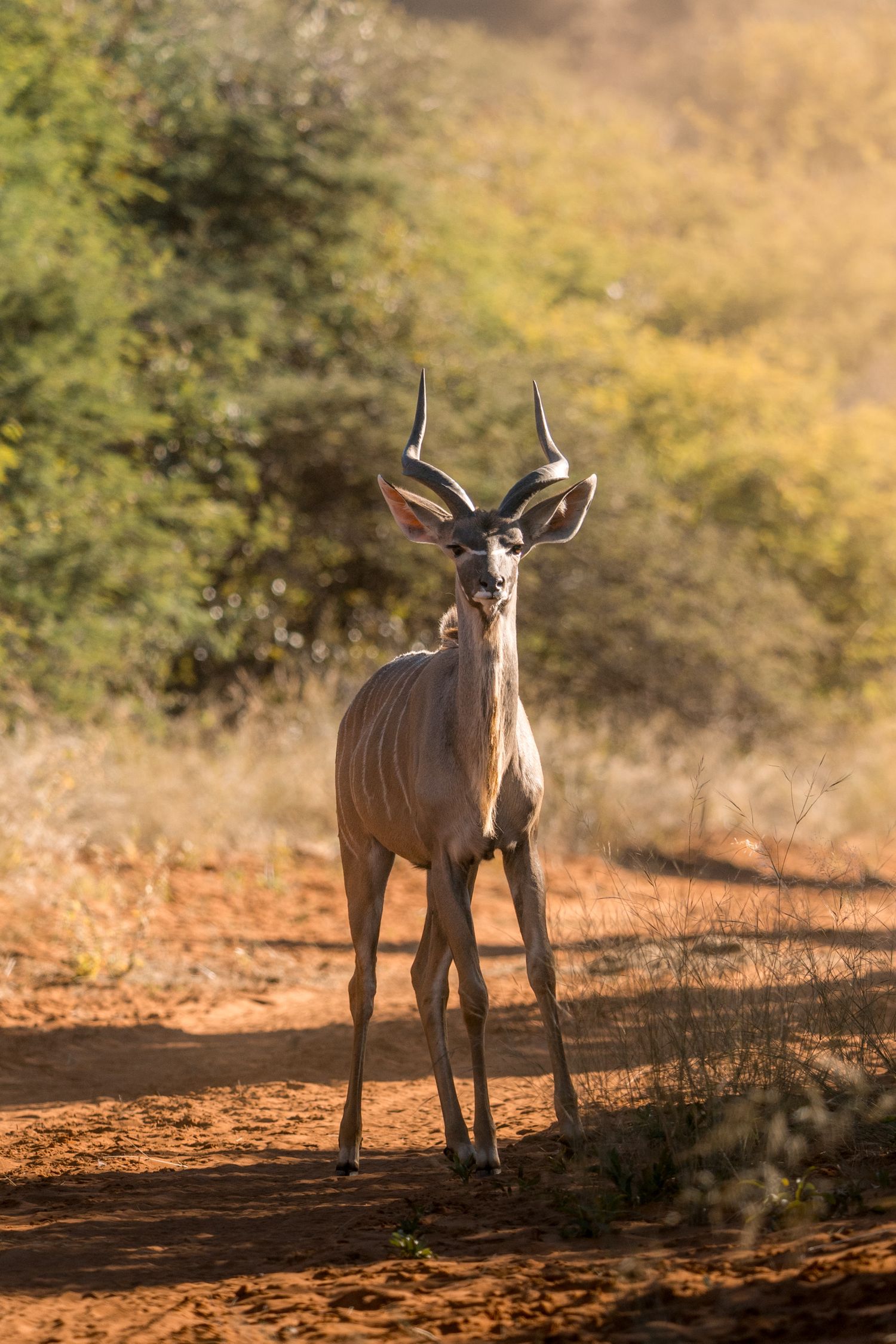 grand kudu