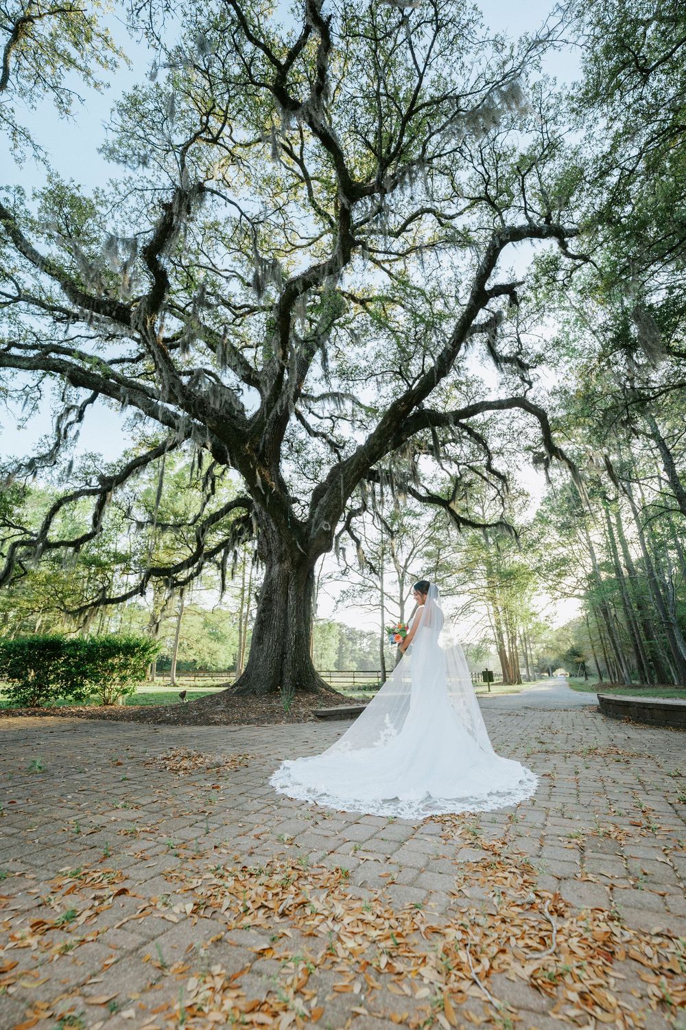 Bride in white gown with long veil stands beneath a grand oak tree on a brick path in a lush green park.