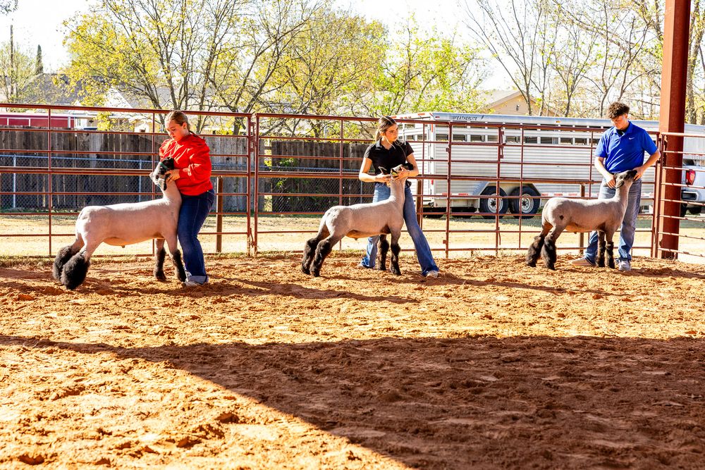 Three young exhibitors showing lambs in a red dirt livestock show pen at a county fair.