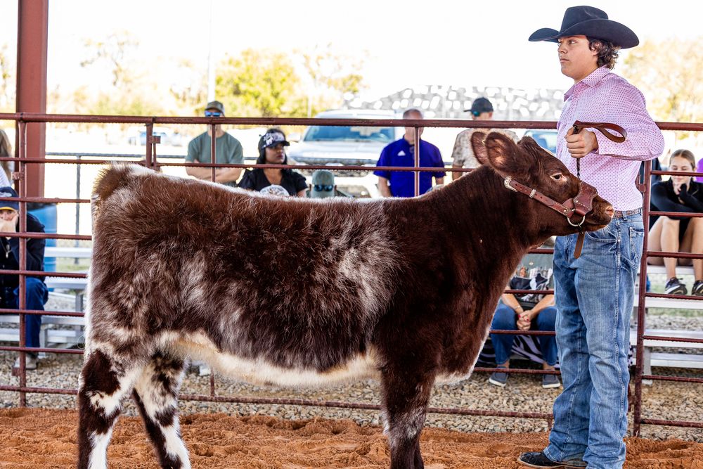 Teen in pink shirt showing a dark brown steer at an outdoor youth livestock competition.