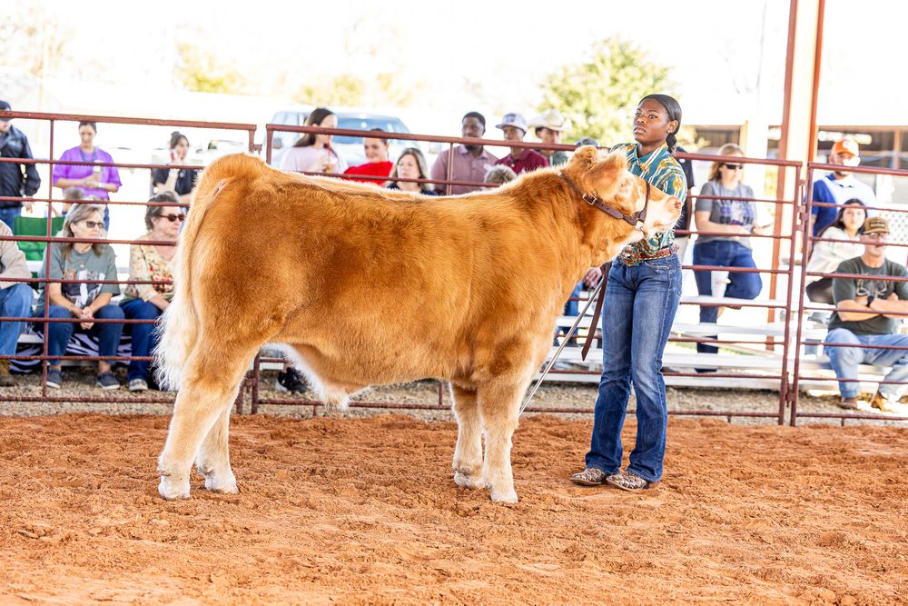 Young exhibitor showing a tan steer before judges and spectators at an outdoor livestock show.