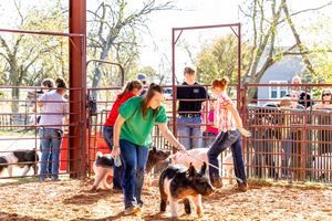 Kids showing pigs on leashes inside a red metal gate pen at a youth livestock competition.
