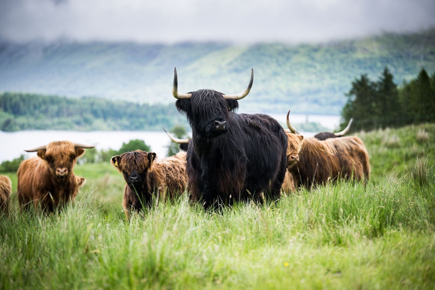 Highland cattle