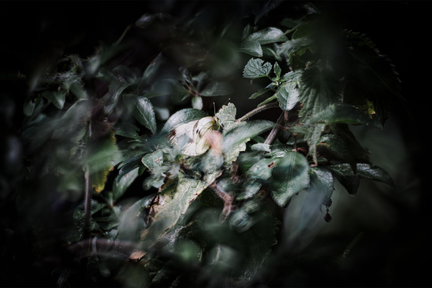 Dense overgrown dry brush and tangled dead vegetation in a wild woodland area during autumn season.  Toll of UK Drought.