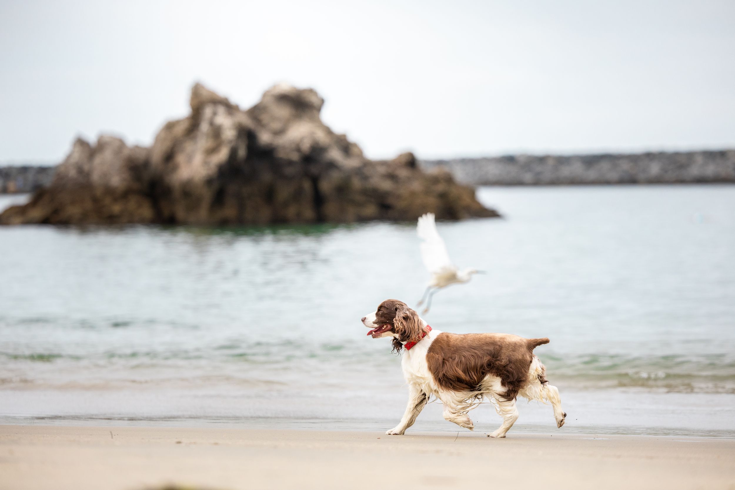 A brown and white Springer Spaniel dog walking along a sandy beach with rocky coastline in the background.