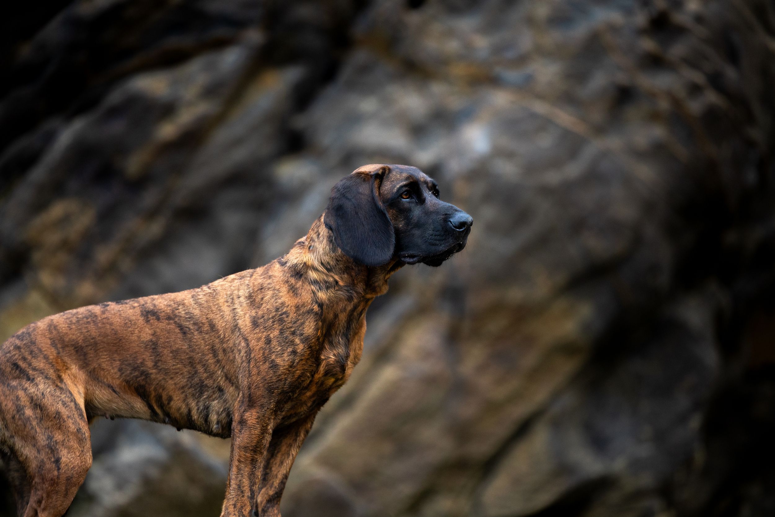 Brindle Boxer dog standing alert on rocky terrain, showcasing muscular build and distinctive coat pattern.