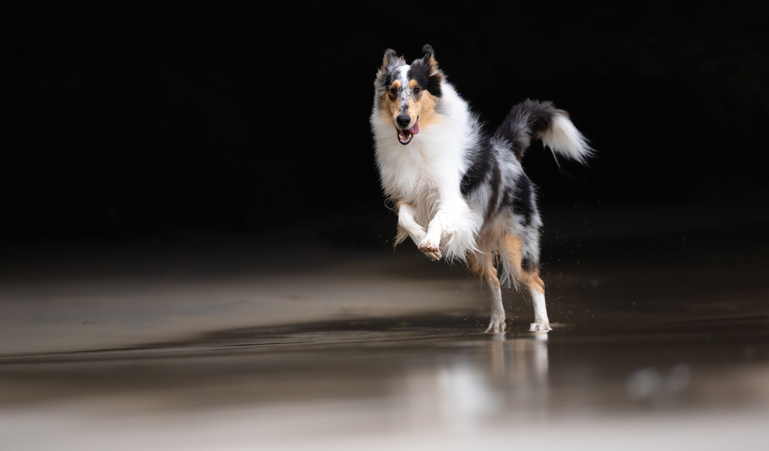 A energetic Shetland Sheepdog runs gracefully across a wet surface against a dramatic dark background.
