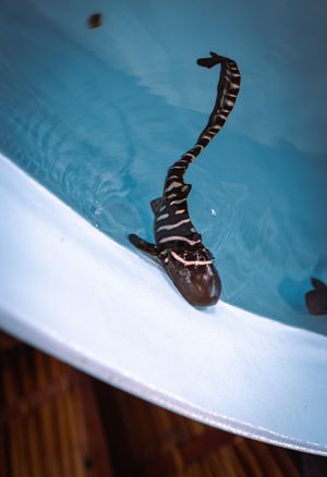 A striped salamander perched on the edge of a blue pool with its tail submerged in the water.