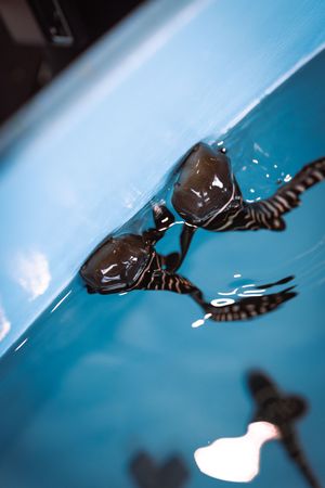 Two baby sea turtles swimming at the surface of clear blue water in a tank.