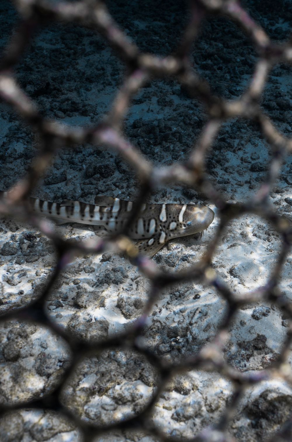 A banded sea snake viewed through a hexagonal mesh net on the sandy ocean floor.