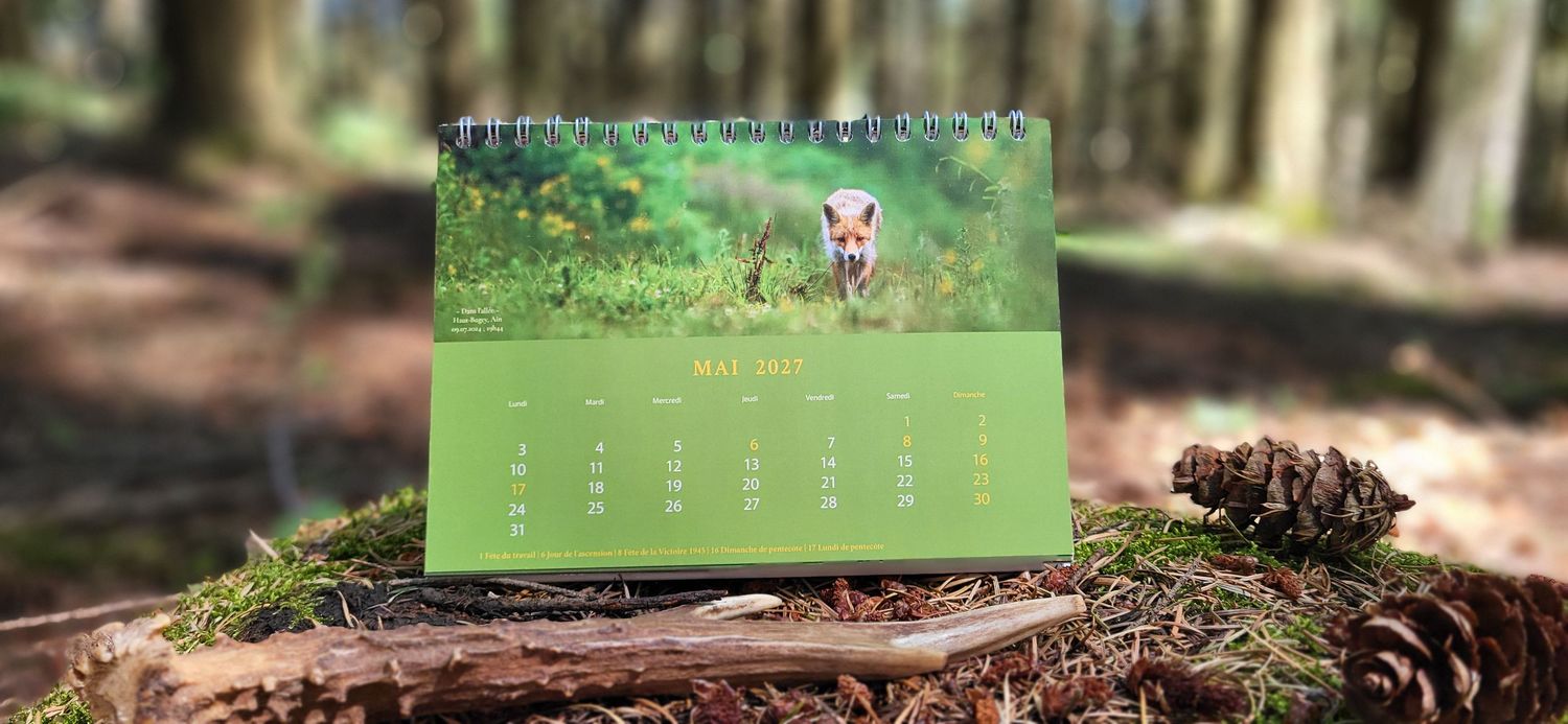 A desk calendar featuring a fox cub photo, displayed on a mossy log in a sunlit forest setting.