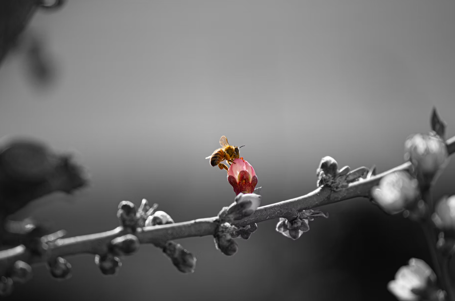 A bee perched on a red flower bud on a branch in a black and white nature photo with selective color.
