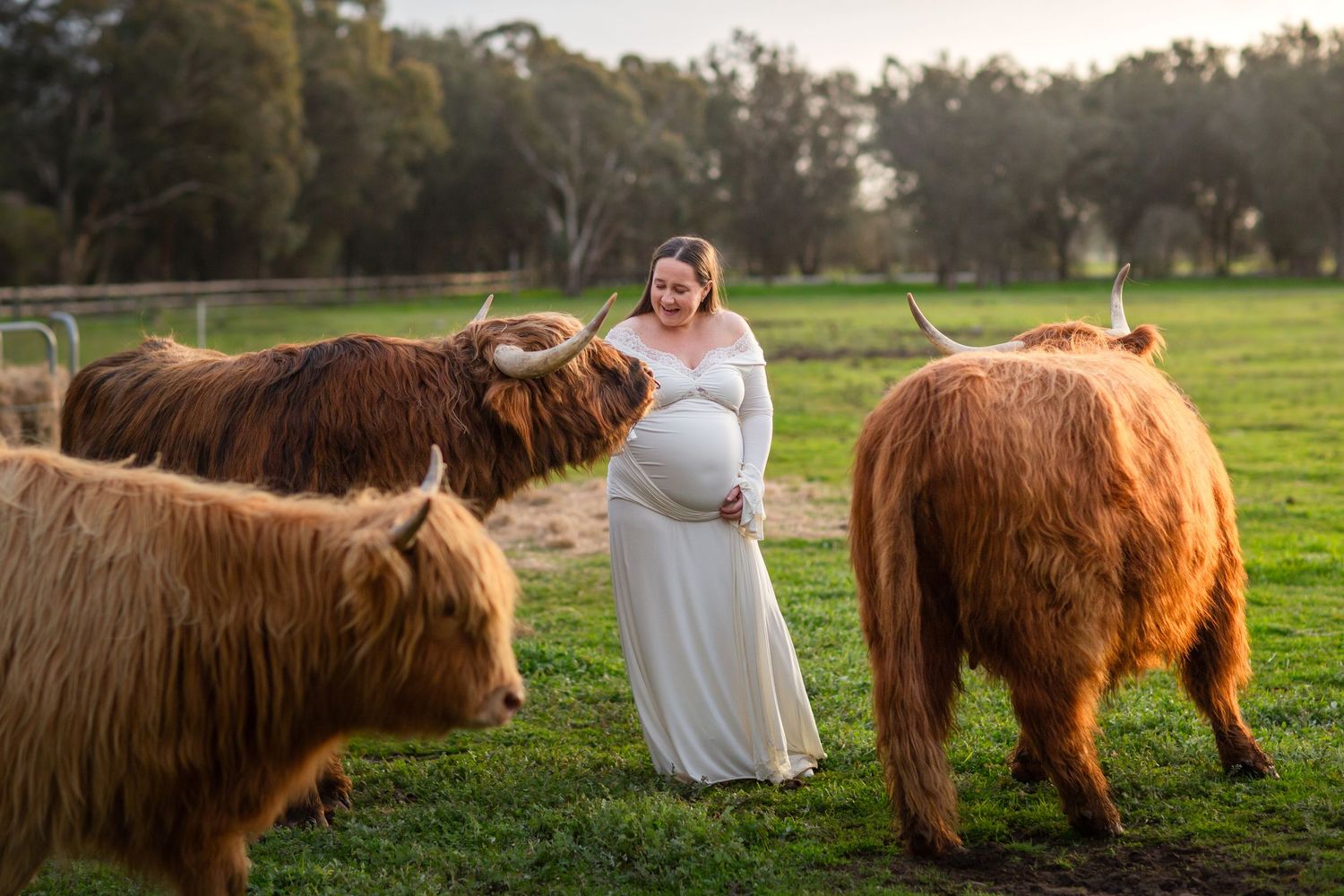 Maternity session with highland cows in Perth