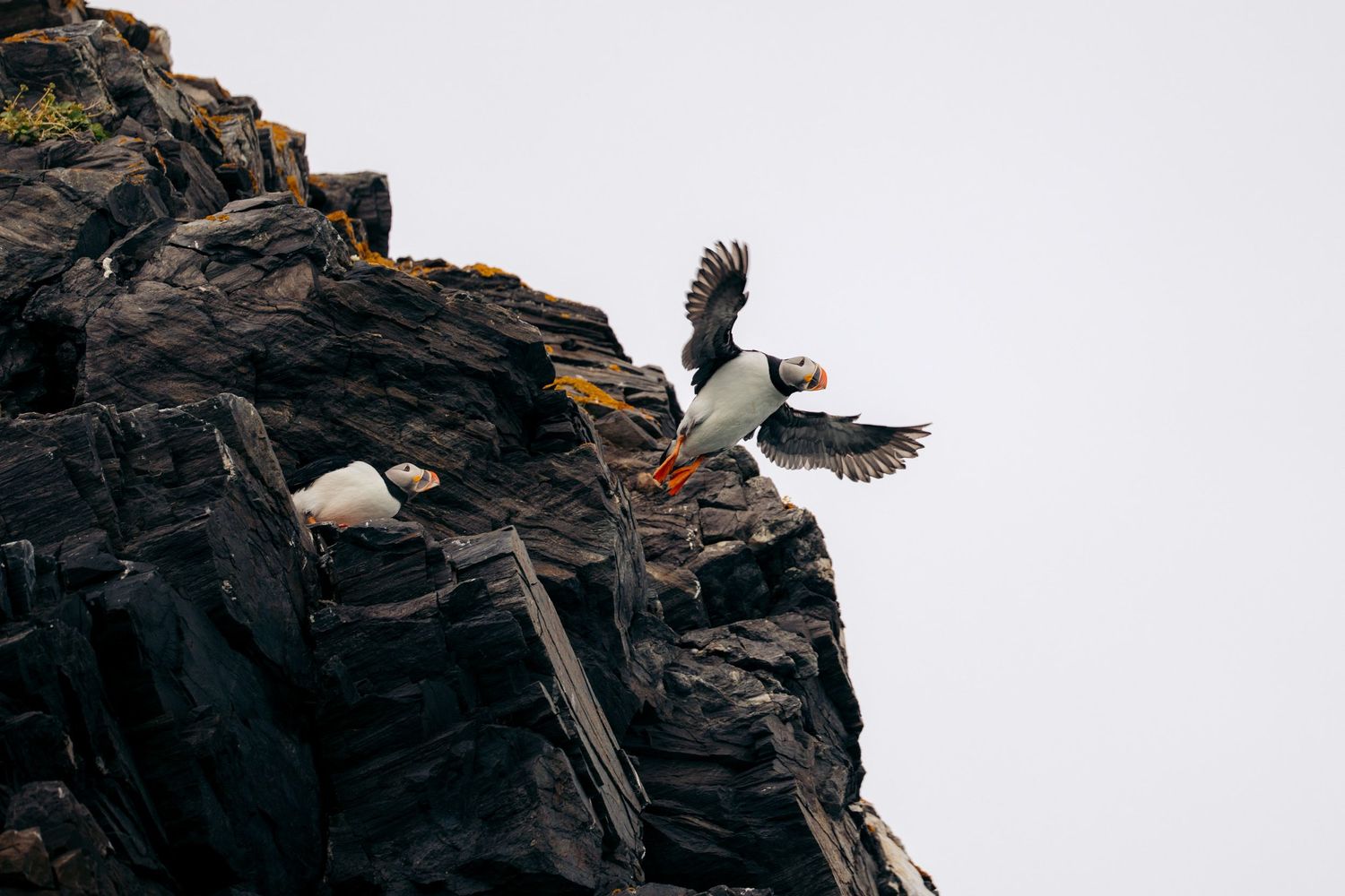 Macareux moine s'élançant de la falaise, ailes déployées sur un ciel blanc