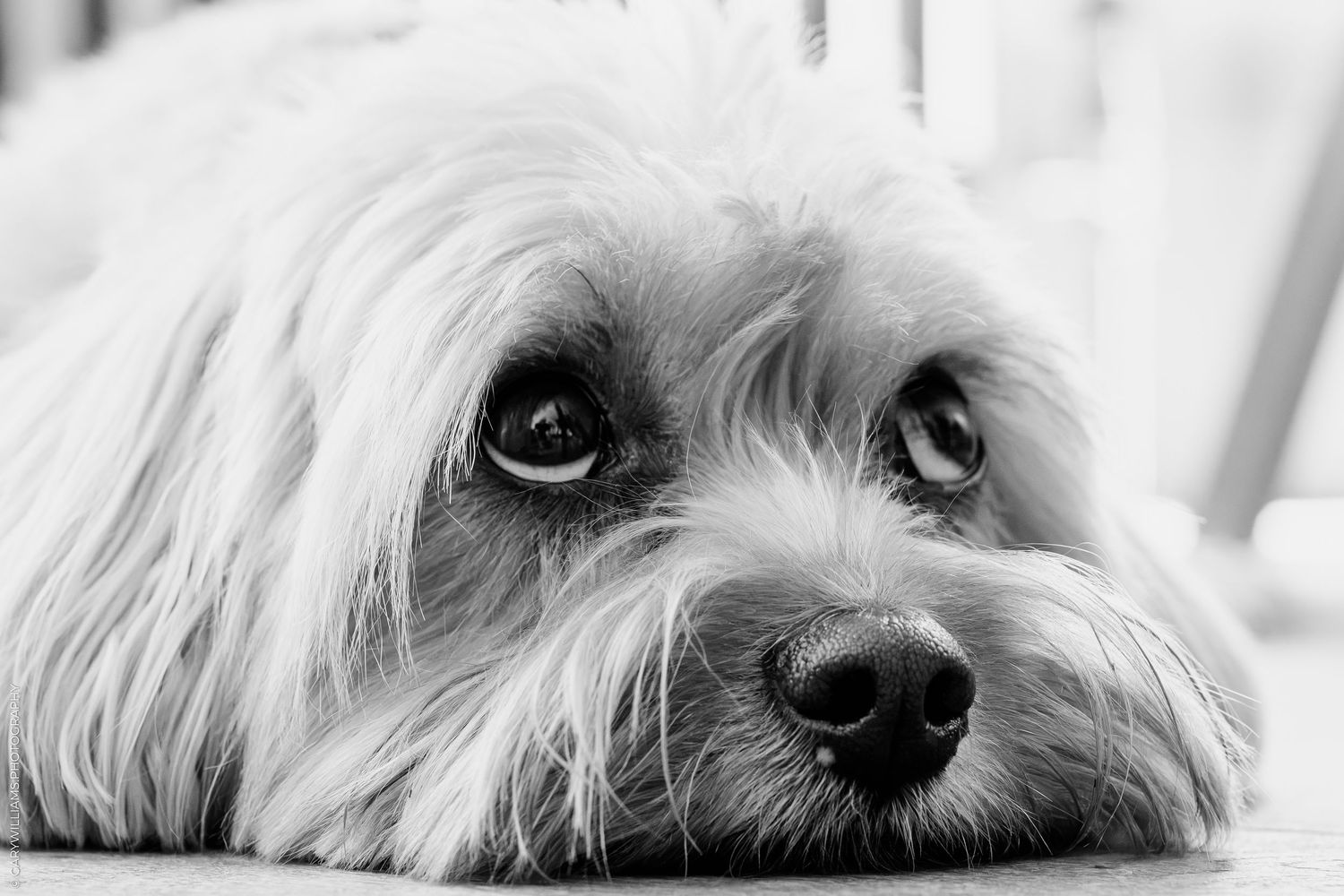 Black and white close-up portrait of a fluffy small dog resting its chin down with soulful expressive eyes.
