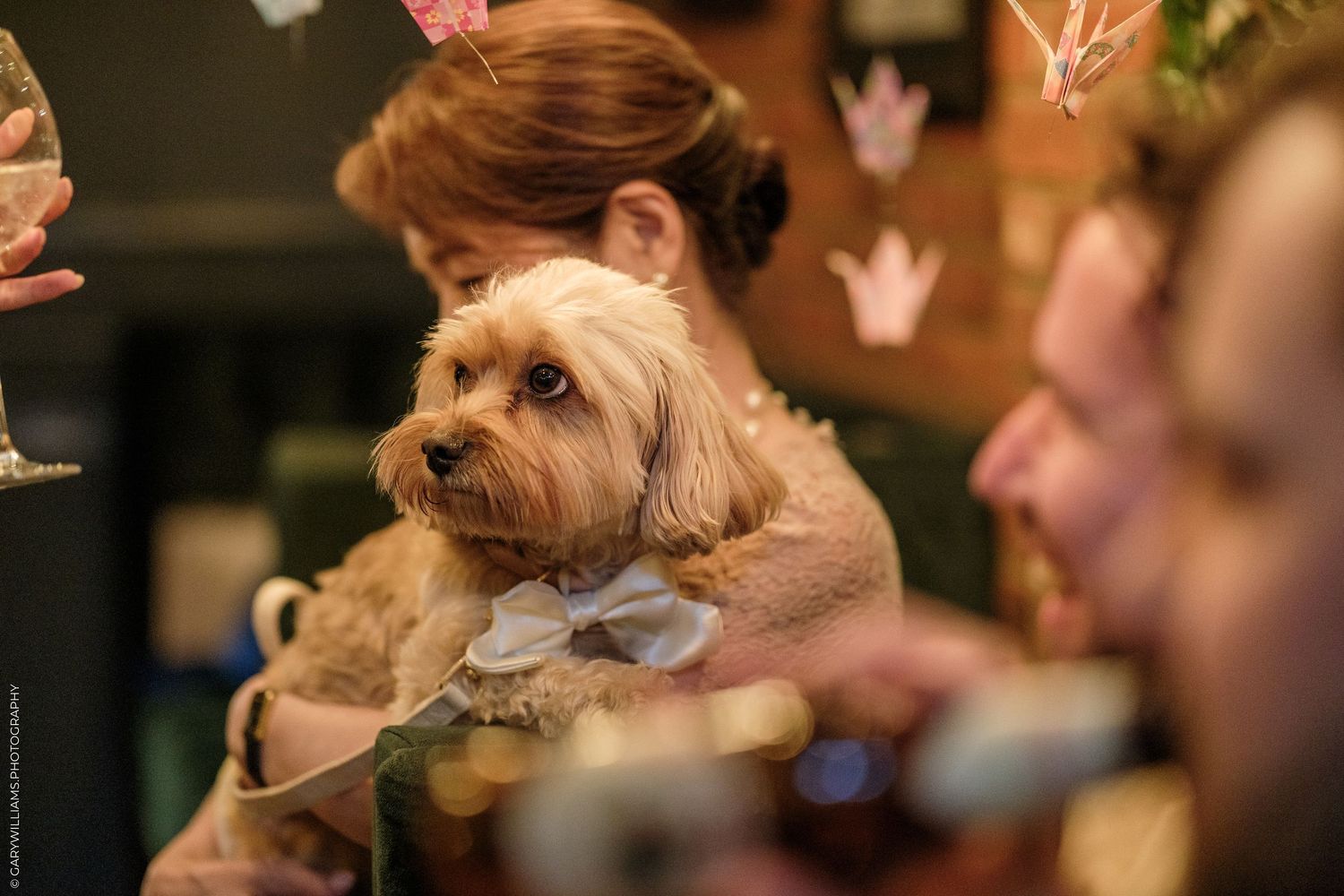 A fluffy dog wearing a white bow tie is held by a woman at a festive indoor event with decorative paper cranes.