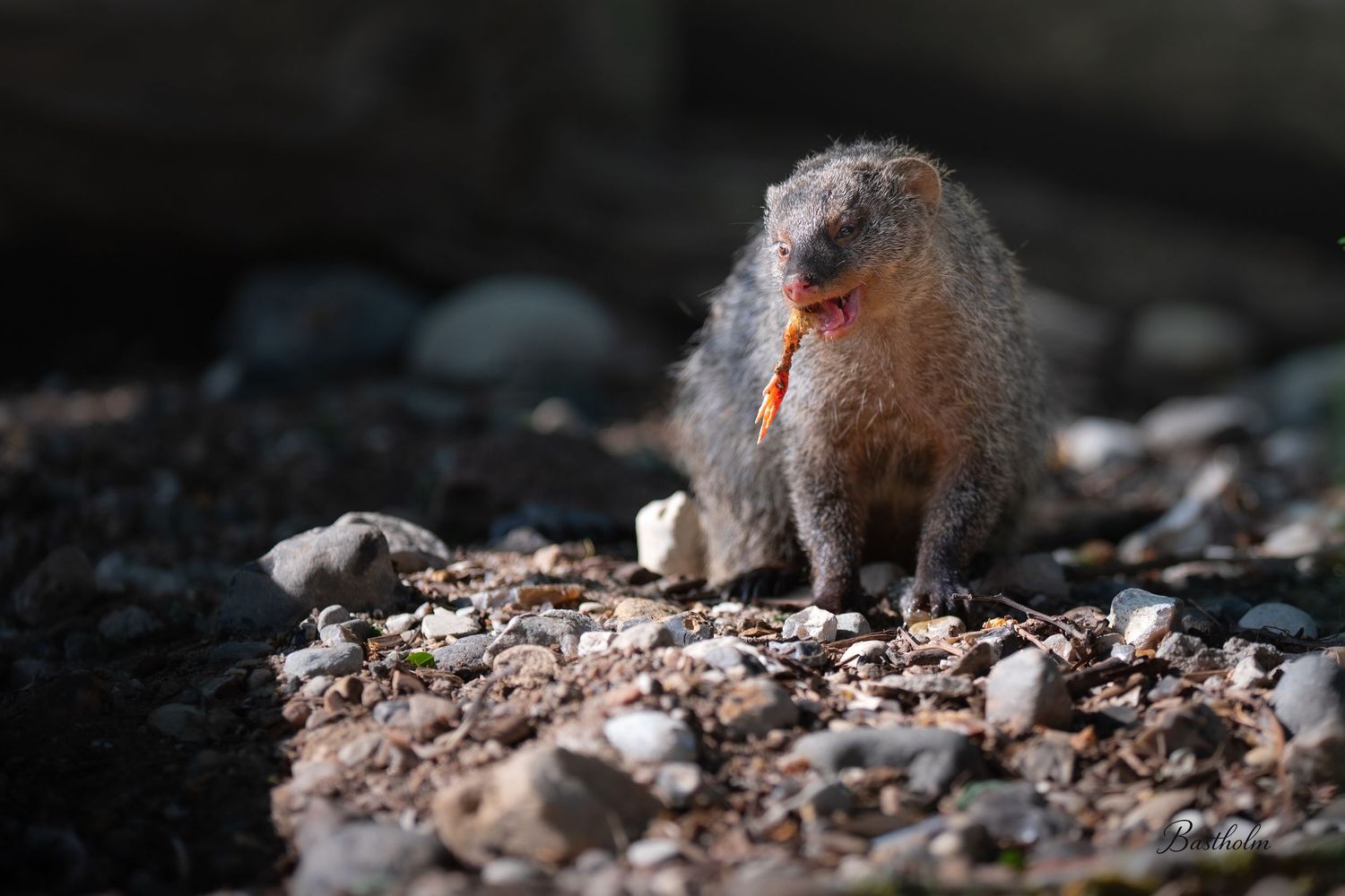 A small fluffy ground squirrel sits upright on rocky gravel ground, illuminated by sunlight in a natural outdoor setting.